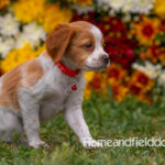 Orange and White French Brittany puppy playing on the grass in front of the flowers