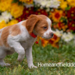 Orange and White French Brittany puppy playing on the grass in front of the flowers