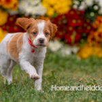 Orange and White French Brittany puppy playing on the grass in front of the flowers