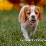 Orange and White French Brittany puppy playing on the grass in front of the flowers
