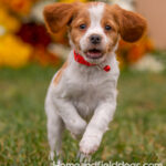 Orange and White French Brittany puppy playing on the grass in front of the flowers