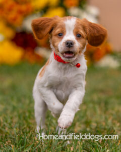 Orange and White French Brittany puppy playing on the grass in front of the flowers