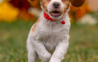 Orange and White French Brittany puppy playing on the grass in front of the flowers