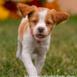 Orange and White French Brittany puppy playing on the grass in front of the flowers