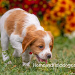 Orange and White French Brittany puppy playing on the grass in front of the flowers