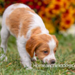 Orange and White French Brittany puppy playing on the grass in front of the flowers