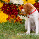 Orange and White French Brittany puppy playing on the grass in front of the flowers