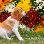 Orange and White French Brittany puppy playing on the grass in front of the flowers