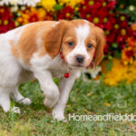 Orange and White French Brittany puppy playing on the grass in front of the flowers