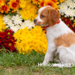 Orange and White French Brittany puppy playing on the grass in front of the flowers