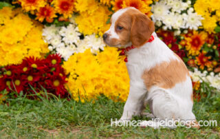 Orange and White French Brittany puppy playing on the grass in front of the flowers