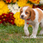 Orange and White French Brittany puppy playing on the grass in front of the flowers