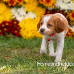Orange and White French Brittany puppy playing on the grass in front of the flowers