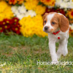 Orange and White French Brittany puppy playing on the grass in front of the flowers