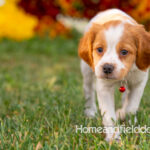 Orange and White French Brittany puppy playing on the grass in front of the flowers