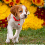 Orange and White French Brittany puppy playing on the grass in front of the flowers