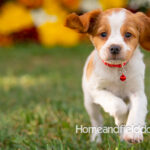 Orange and White French Brittany puppy playing on the grass in front of the flowers