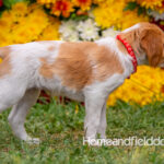 Orange and White French Brittany puppy playing on the grass in front of the flowers