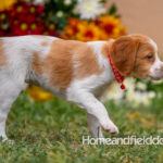 Orange and White French Brittany puppy playing on the grass in front of the flowers