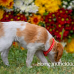 Orange and White French Brittany puppy playing on the grass in front of the flowers