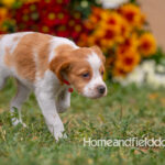 Orange and White French Brittany puppy playing on the grass in front of the flowers