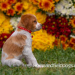 Orange and White French Brittany puppy playing on the grass in front of the flowers