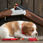 Female Orange and White French Brittany puppy in front of a 410 bore over and under shotgun