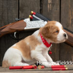 Female Orange and White French Brittany puppy in front of a 410 bore over and under shotgun