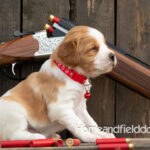 Female Orange and White French Brittany puppy in front of a 410 bore over and under shotgun