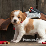 Female Orange and White French Brittany puppy in front of a 410 bore over and under shotgun