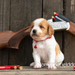 Female Orange and White French Brittany puppy in front of a 410 bore over and under shotgun