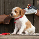 Female Orange and White French Brittany puppy in front of a 410 bore over and under shotgun