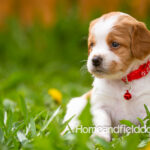 Orange and white French Brittany puppy in a dandelion field
