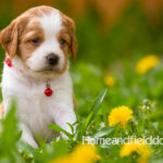 Orange and white French Brittany puppy in a dandelion field