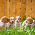 Orange and white French Brittany puppy in a dandelion field
