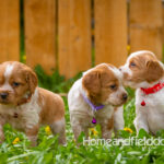 Orange and white French Brittany puppy in a dandelion field