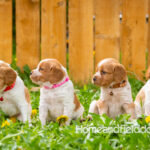 Orange and white French Brittany puppy in a dandelion field