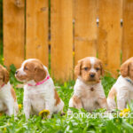Orange and white French Brittany puppy in a dandelion field