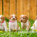 Orange and white French Brittany puppy in a dandelion field