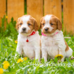 Orange and white French Brittany puppy in a dandelion field