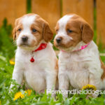 Orange and white French Brittany puppy in a dandelion field