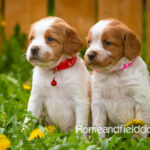 Orange and white French Brittany puppy in a dandelion field