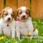 Orange and white French Brittany puppy in a dandelion field