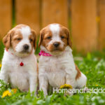 Orange and white French Brittany puppy in a dandelion field