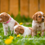 Orange and white French Brittany puppy in a dandelion field