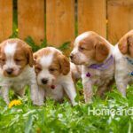 Orange and white French Brittany puppy in a dandelion field