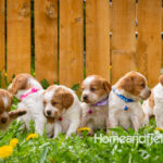 Orange and white French Brittany puppy in a dandelion field