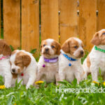 Orange and white French Brittany puppy in a dandelion field