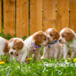 Orange and white French Brittany puppy in a dandelion field