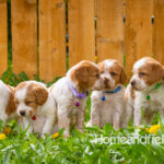 Orange and white French Brittany puppy in a dandelion field
